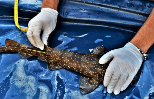 south-africa-marine-biology-internship-7