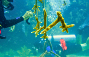 marine-conservation-diving-expedition-for-teenagers-17