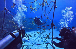 marine-conservation-diving-expedition-for-teenagers-3
