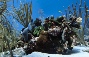 marine-conservation-diving-expedition-for-teenagers-4
