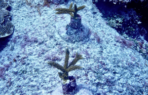 marine-conservation-diving-expedition-for-teenagers-6