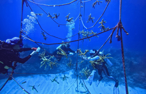 marine-conservation-diving-expedition-for-teenagers-7