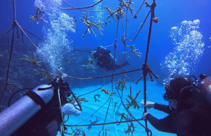 marine-coral-reef-conservation-in-the-caribbean-1
