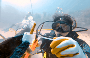 mexico–marine-coral-reef-conservation-in-the-caribbean-1