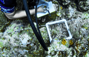 mexico–marine-coral-reef-conservation-in-the-caribbean-2