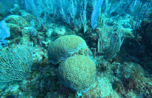 mexico–marine-coral-reef-conservation-in-the-caribbean-3