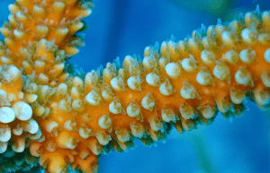 mexico–marine-coral-reef-conservation-in-the-caribbean-5
