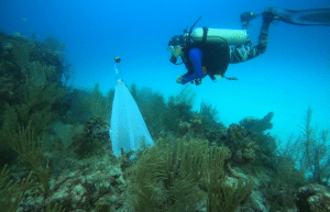mexico–marine-coral-reef-conservation-in-the-caribbean-6
