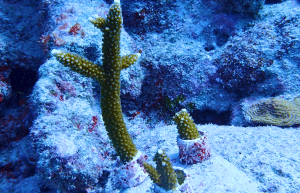 mexico–marine-coral-reef-conservation-in-the-caribbean-8