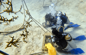 mexico–marine-coral-reef-conservation-in-the-caribbean-9