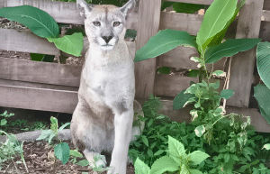 argentina-family-friendly-puma-wildlife-conservation-15