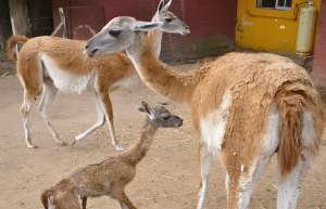 argentina-family-friendly-puma-wildlife-conservation-47