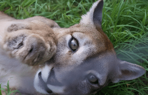 argentina-family-friendly-puma-wildlife-conservation-48