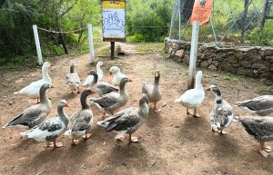 argentina-family-friendly-puma-wildlife-conservation-52