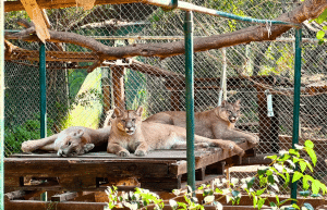 argentina-family-friendly-puma-wildlife-conservation-54