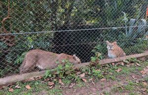 argentina-family-friendly-puma-wildlife-conservation-58