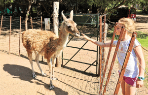 argentina-family-friendly-puma-wildlife-conservation-60