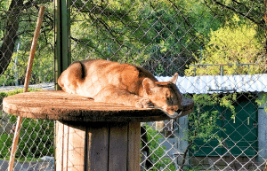 argentina-family-friendly-puma-wildlife-conservation-68