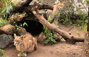 argentina-family-friendly-puma-wildlife-conservation-74