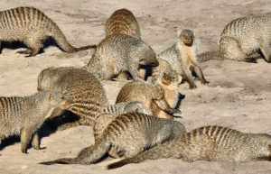 botswana-family-friendly-wildlife-conservation-kalahari-28