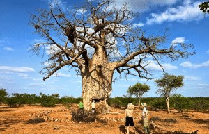 botswana-family-friendly-wildlife-conservation-kalahari-46
