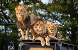 cape-town-community-wildlife-conservation-teenagers-28