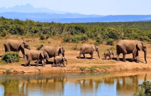 cape-town-community-wildlife-conservation-teenagers-29