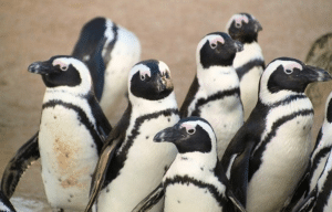 cape-town-community-wildlife-conservation-teenagers-31