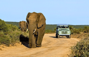 cape-town-community-wildlife-conservation-teenagers-35