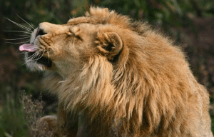 cape-town-community-wildlife-conservation-teenagers-36