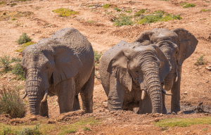 cape-town-community-wildlife-conservation-teenagers-6
