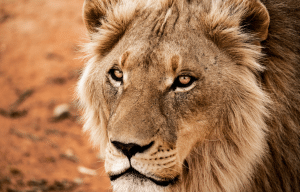 cape-town-community-wildlife-conservation-teenagers-7