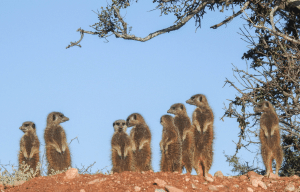 cape-town-community-wildlife-conservation-teenagers-8