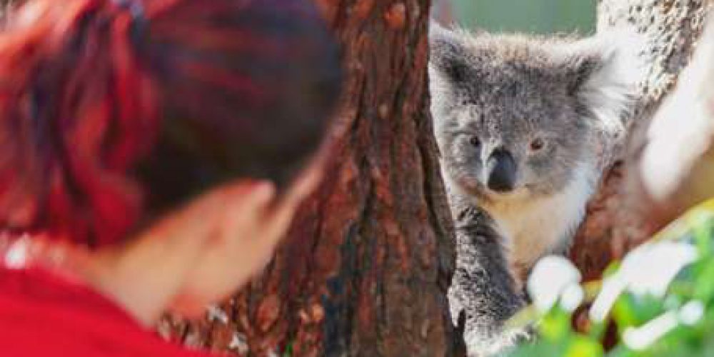 Australia - Port Stephens Wildlife Park1
