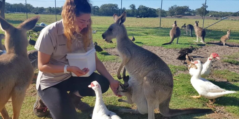 Australia - Port Stephens Wildlife Park26