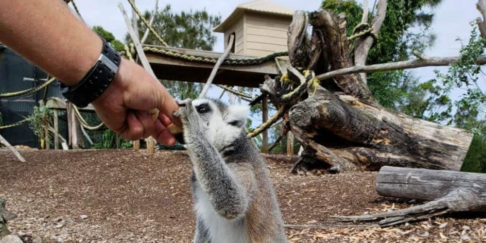 Australia - Port Stephens Wildlife Park28