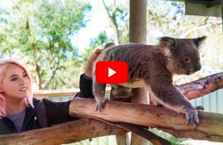 Australia---Wildlife-Animal-Sanctuary---main---Video---double-check-proportion