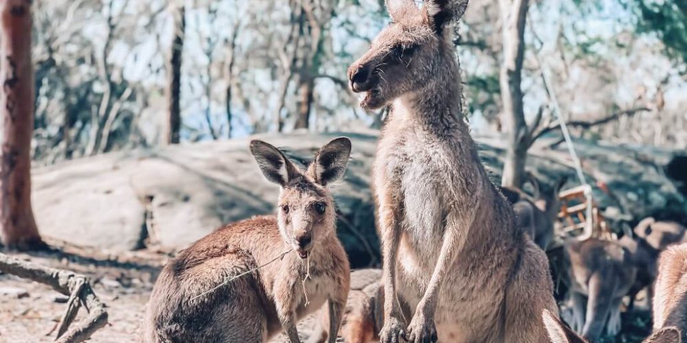 Australia - Wildlife Animal Sanctuary10