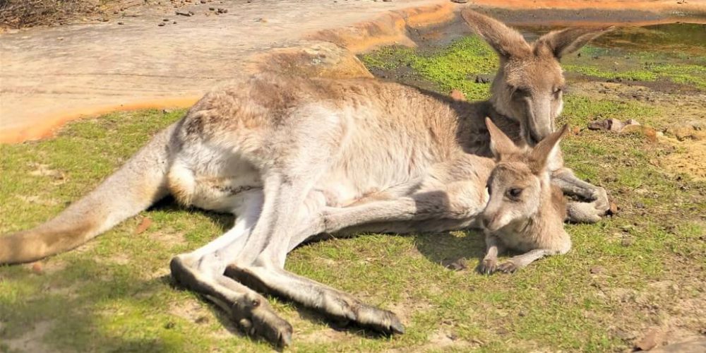 Australia - Wildlife Animal Sanctuary18