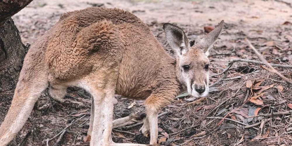 Australia - Wildlife Animal Sanctuary35