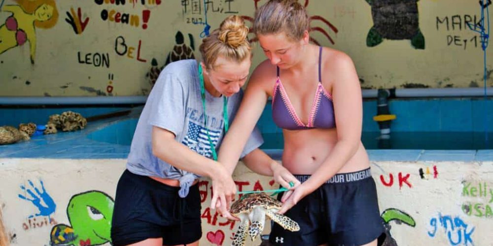 Bali - Bali Sea Turtle Rescue10