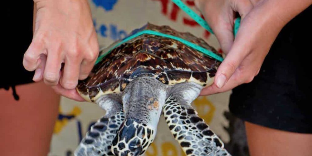 Bali - Bali Sea Turtle Rescue12