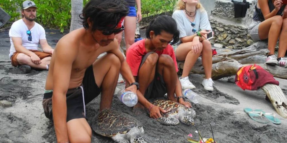 Bali - Bali Sea Turtle Rescue18