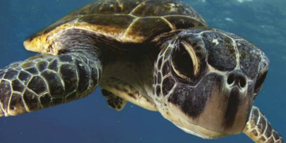 Bali - Bali Sea Turtle Rescue5