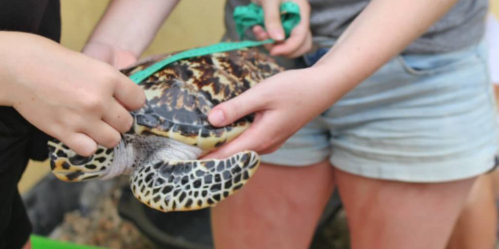 Bali - Bali Sea Turtle Rescue6