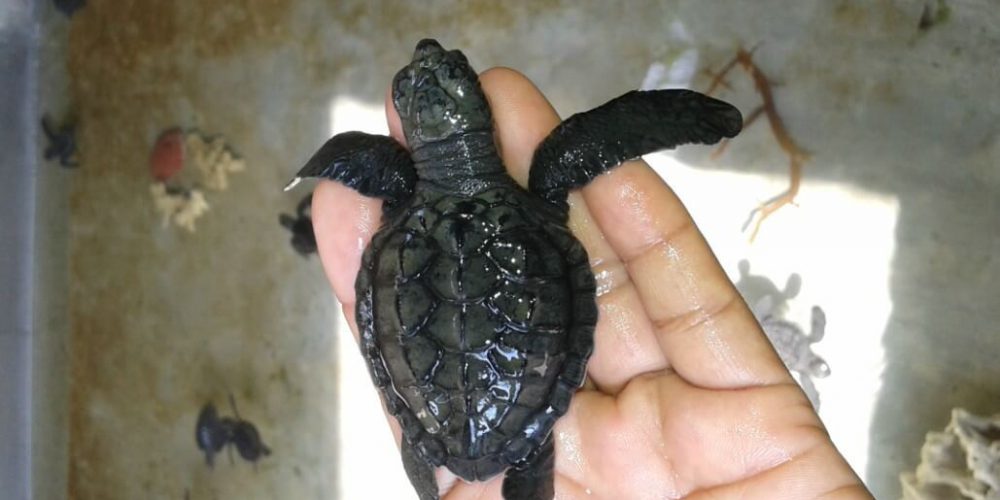 Bali - Family-Friendly Sea Turtle Rescue13