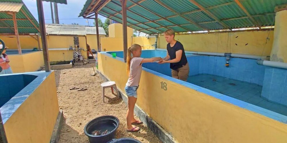 Bali - Family-Friendly Sea Turtle Rescue6