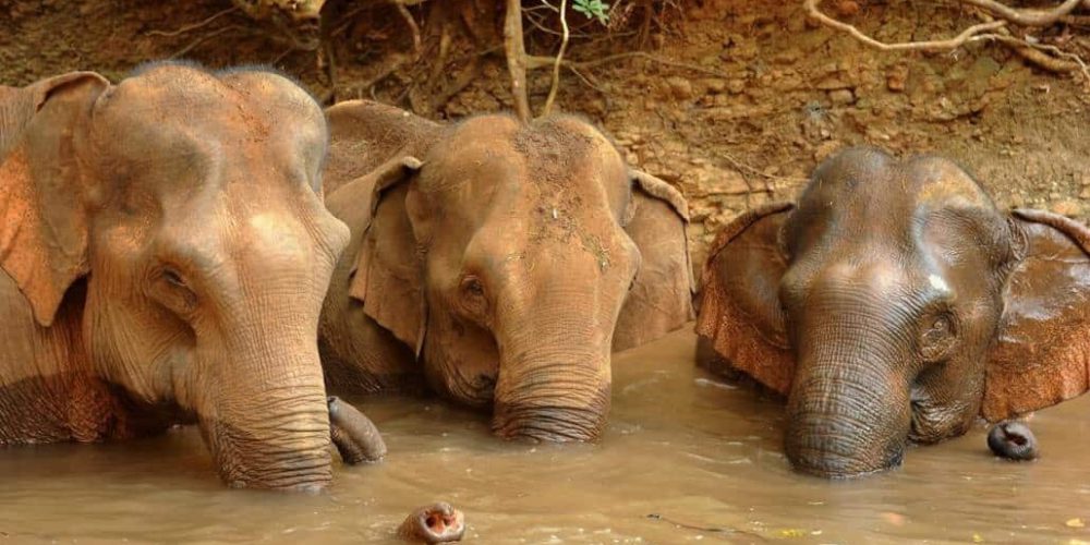 Cambodia - Elephant Sanctuary & Forest Conservation10