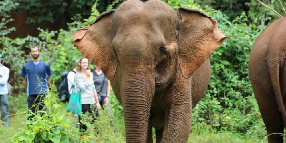 Cambodia - Elephant Sanctuary & Forest Conservation13