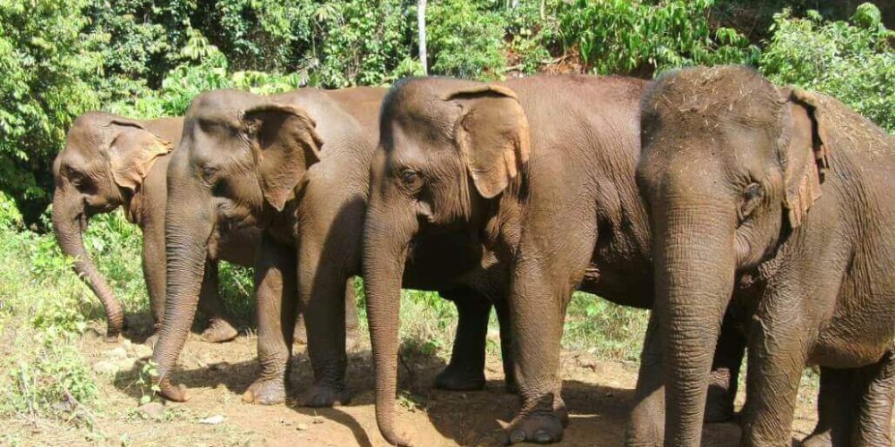Cambodia - Elephant Sanctuary & Forest Conservation5